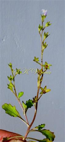  Inflorescence-Terminal raceme
